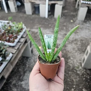 Aloe Vera Live Plant – Medicine Plant Succulent – 2in Pot – Indoor - Image 3