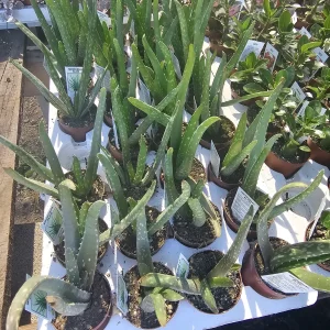 Aloe Vera Live Plant – Medicine Plant Succulent – 2in Pot – Indoor - Image 5