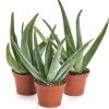 Aloe Vera Live Plant - Organic Rooted Succulent Pups, 5-10 inches - Indoor/Outdoor - Image 1