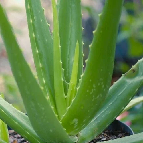 Aloe Vera Live Plant - Organic Rooted Succulent Pups, 5-10 inches - Indoor/Outdoor - Image 2