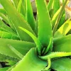 Aloe Vera Live Plant – Succulent Burn Plant – 3.5 Inch Pot – Indoor/Outdoor - Image 1