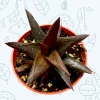 Aloe Walmsley's Bronze Succulent Plant - Hardy & Drought-Tolerant Live Plant - Image 1