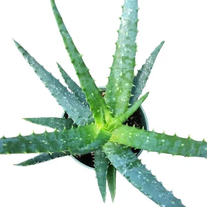 Aloe x spinosissima Succulent Plant - Image 1