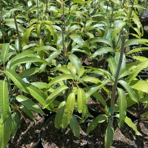 Alphonso Mango Live Plant - Mangifera indica - 12" Tall, 3 Gallon Pot - Image 1