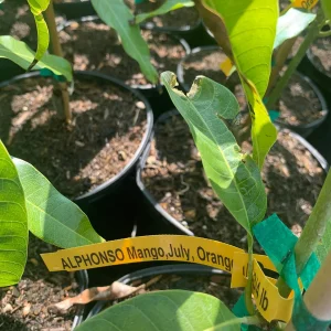 Alphonso Mango Live Plant - Mangifera indica - 12