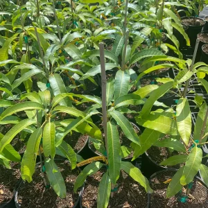 Alphonso Mango Live Plant - Mangifera indica - 12