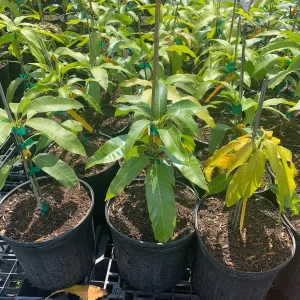 Alphonso Mango Live Plant - Mangifera indica - 12
