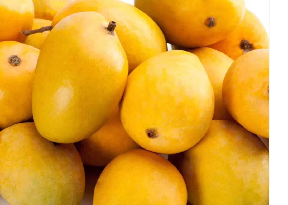 Alphonso Mango Tree Grafted Live Plant – 2-4 Feet Tall – Fruit Bearing - Image 1