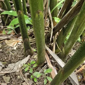 Alpina Purpurata Hot Pink Ginger Plant Rhizome - 1 Large Tropical Rhizome - Image 3