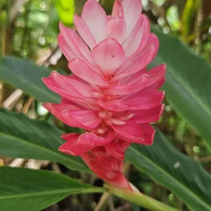 Alpina Purpurata Hot Pink Ginger Plant Rhizome - 1 Large Tropical Rhizome - Image 1