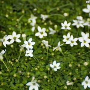 Alpine White Star Creeper Live Plant - Isotoma - 2.5 inch Pot - Outdoor Groundcover - Image 2