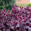 Alternanthera Little Ruby Live Plants – 2 Pack – 4-6" Tall – Ruby Purple Foliage - Image 1