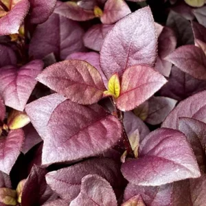Alternanthera Little Ruby Live Plants – 2 Pack – 4-6