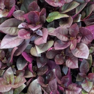 Alternanthera Little Ruby Live Plants – 2 Pack – 4-6