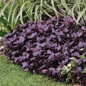 Alternanthera Little Ruby Live Plants – 2 Pack – 4-6