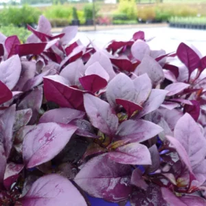 Alternanthera Little Ruby Live Plants – 2 Pack – 4-6