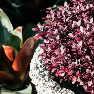 Alternanthera Little Ruby Live Plants – 2 Pack – 4-6