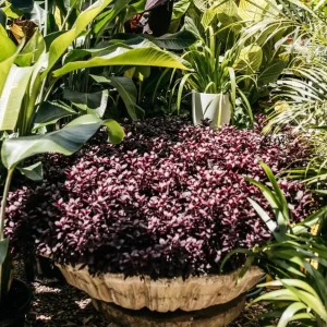 Alternanthera Little Ruby Live Plants – 2 Pack – 4-6