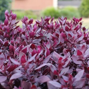 Alternanthera Little Ruby Live Plants – Set of 2 – 4-6