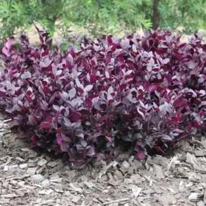 Alternanthera Little Ruby Live Plants – Set of 2 – 4-6