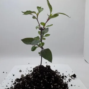 Alternanthera Little Ruby Live Plants – Set of 2 – 4-6