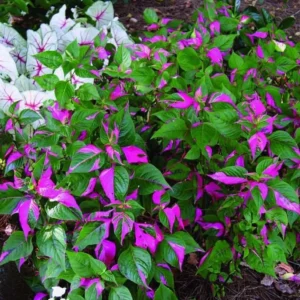 Alternanthera Part Time Live Plant - Set of 2 Starter Plants, 3-6