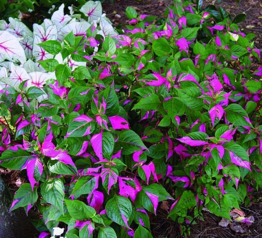 Alternanthera Part Time Live Plant - Set of 2 Starter Plants, 3-6" Tall, Pink Variegated Foliage, Ornamental Shrub - Image 2