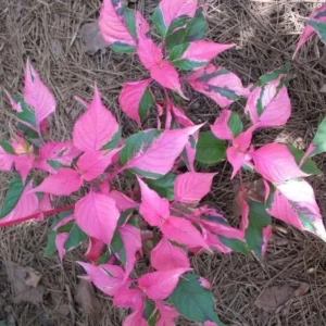 Alternanthera Part Time Live Plant - Set of 2 Starter Plants, 3-6