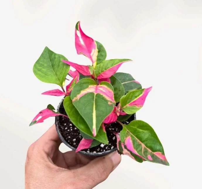 Alternanthera Part Time Live Plant - Set of 2 Starter Plants, 3-6" Tall, Pink Variegated Foliage, Ornamental Shrub - Image 4