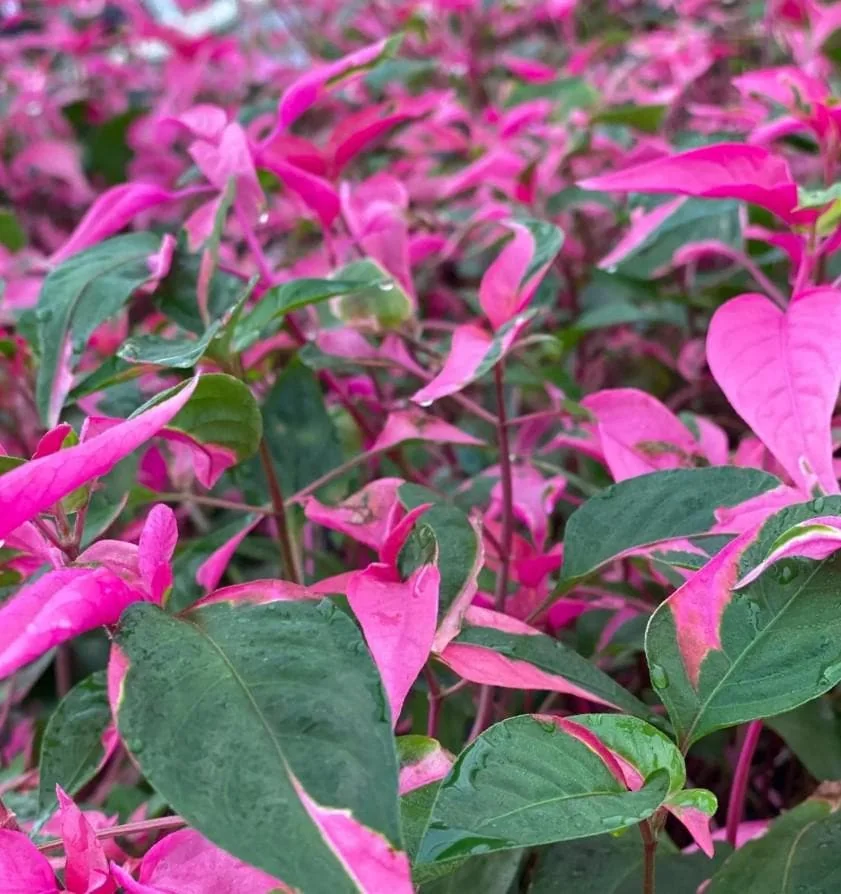 Alternanthera Part Time Live Plant - Set of 2 Starter Plants, 3-6" Tall, Pink Variegated Foliage, Ornamental Shrub - Image 1