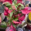 Alternanthera Party Time Live Plant – Vibrant Foliage – Starter Plant – Indoor - Image 1