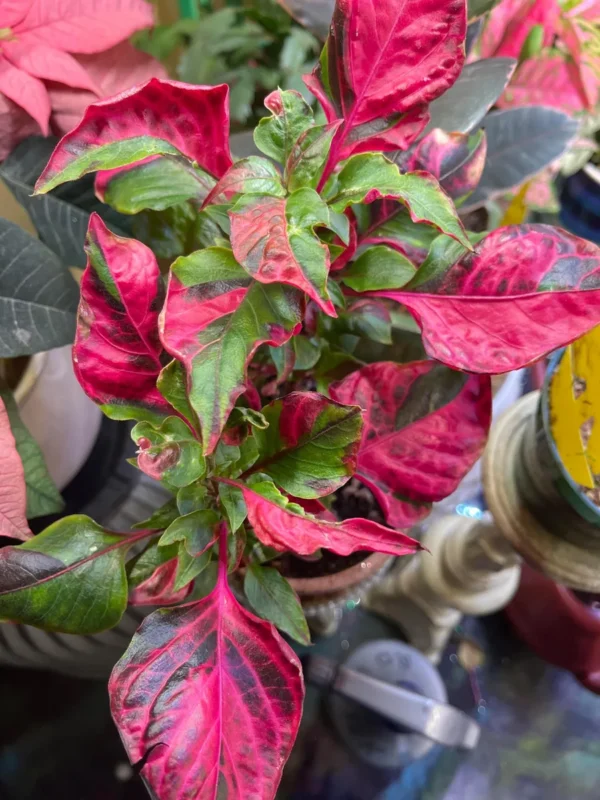 black knight philodendron for sale Philodendron Black Cardinal
