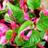 Alternanthera Party Time Live Plant - Vibrant Foliage Houseplant - 2 inch Starter Pot - Image 1