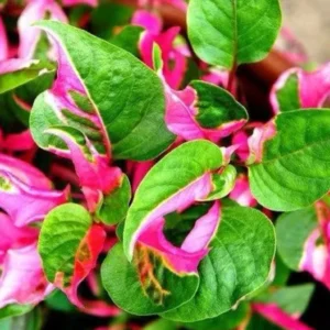 Alternanthera Party Time Live Plant - Vibrant Foliage Houseplant - 2 inch Starter Pot - Image 1