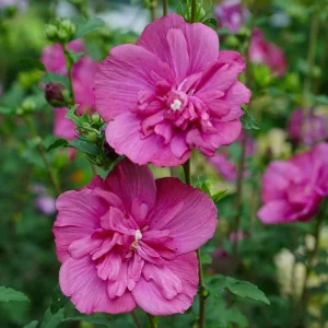 Althea Rose of Sharon Live Plant – Quart Pot – 10-18 inches Tall – Outdoor Shrub - Image 3