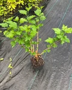 Althea Rose of Sharon Live Plant – Quart Pot – 10-18 inches Tall – Outdoor Shrub - Image 6