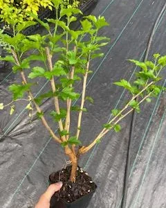 Althea Rose of Sharon Live Plant – Quart Pot – 10-18 inches Tall – Outdoor Shrub - Image 7