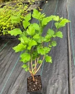 Althea Rose of Sharon Live Plant – Quart Pot – 10-18 inches Tall – Outdoor Shrub - Image 8