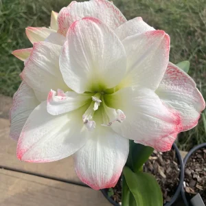 Amadeus Amaryllis Bulbs - Double Bloom, Pink/Red Accents, 28/32 cm Bulb - Image 3