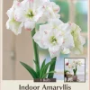 Amadeus Double Amaryllis Bulb - 32/34 cm, White with Red Tips, Indoor - Image 1