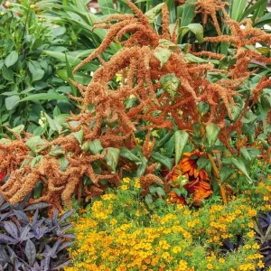 Amaranthus 'Hot Biscuits' Flower Seeds - 500+ Count - Outdoor Perennial - Image 3