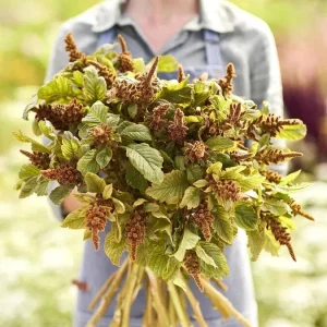 Amaranthus 'Hot Biscuits' Flower Seeds - 500+ Count - Outdoor Perennial - Image 1