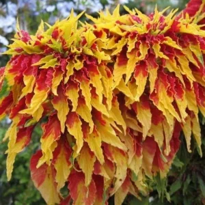 Amaranthus Perfecta Seeds - Amaranthus cruentus Flower Seeds - 500+ Count - Outdoor - Image 2