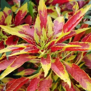 Amaranthus Perfecta Seeds - Amaranthus cruentus Flower Seeds - 500+ Count - Outdoor - Image 3