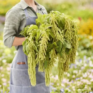 Amaranthus Viridis Seeds - 500+ Amaranthus caudatus Green Flower Seeds Perennial Outdoor - Image 1