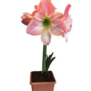 Amaryllis Apple Blossom Bulb Kit with Pot & Saucer, 26/28 cm Bulb, Indoor - Image 2