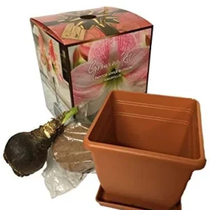 Amaryllis Apple Blossom Bulb Kit with Pot & Saucer, 26/28 cm Bulb, Indoor - Image 3