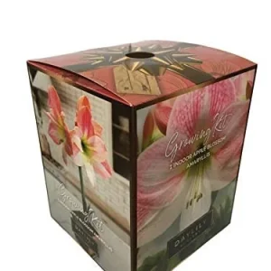 Amaryllis Apple Blossom Bulb Kit with Pot & Saucer, 26/28 cm Bulb, Indoor - Image 1