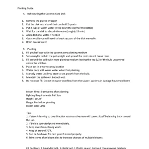 Amaryllis Apple Blossom Bulb Kit with Pot & Saucer, 26/28 cm Bulb, Indoor - Image 4