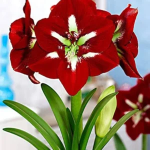 Amaryllis Barbados Bulb - Large 7